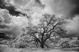 California Blue Oak by Malcolm Mosher