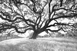 Big California Oak by Steve Zmak
