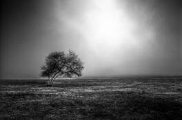 Tree by Jeffrey Logesky