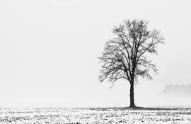 Winter Morning by John Diephouse