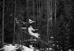 Trees by John L. Rodman