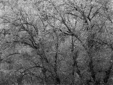 Griso by Jose Jorge G. Brito