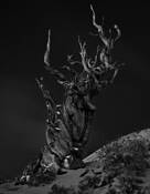 Bristlecone Pine by Kenneth Bordfeld