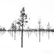 Oak Prairie Nursery 1 by David McCleery