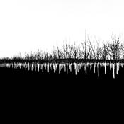 Oak Prairie Nursery 2 by David McCleery