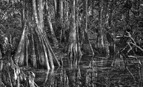 Cypress Forest by Dennis H. Miller