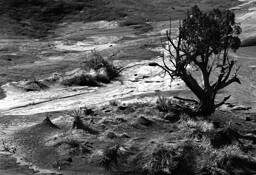 Lone Tree by Don Bierman