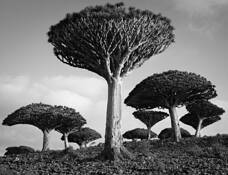 Dragon's Blood Sunrise by Don Whitebread