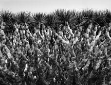 Dragon's Blood Tree Branches by Don Whitebread