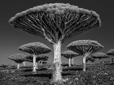 Dragon's Blood Tree Grove by Don Whitebread