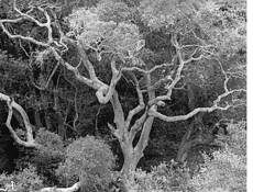 Sycamore Tree by Donald H. Fried