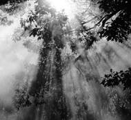 Magic Mists by Doug Bisson