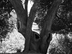 Oaks by Ellie Whitsett