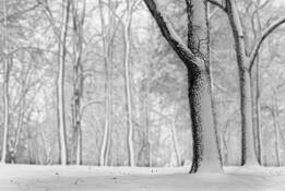 Calm by Gabriel Stanciu