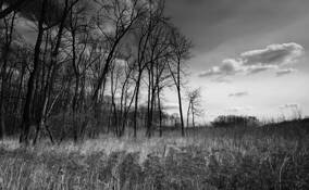 My Trees by Gabriel Stanciu