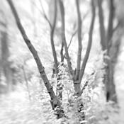 Whisper by Gabriel Stanciu