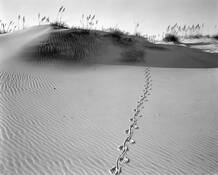 Dunes by Gary E. Miller