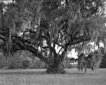 Live Oak by Gary E. Miller
