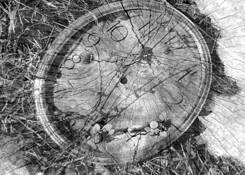 Cosmo by Nicole Picard