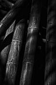 Bamboo by Norman Robbins