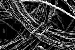 Barbed Wire by Ed Perkins