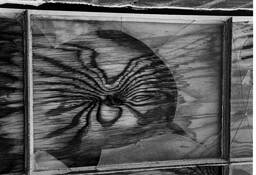 Wood Spider by Jeff Unger