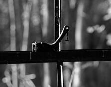 Spider Web by John Bayler