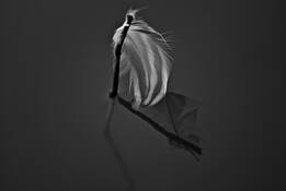 Untitled by Grisel Cambiasso