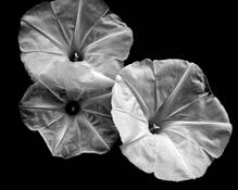 Beautiful Trio. Allentown by Alan Wood