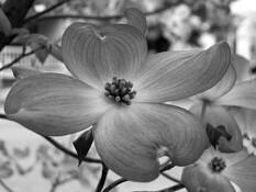 Pink Dogwood by Alan Wood