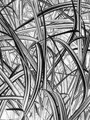 Zebra Grass by Alan Wood