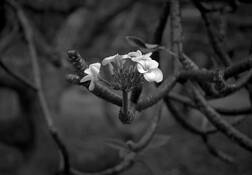 Plumeria by David Ruderman