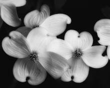 Dogwoods by Dennis Fritsche