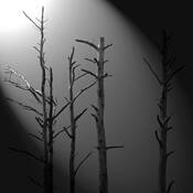 Loblolly Skeletons by Ron Hugo