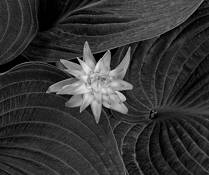 Hosta Flower and Leaves by Russ Martin