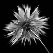 Dahlia by Scott Hoyle