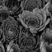 In the Garden by Seta Karabadjian