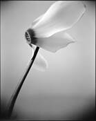 Cyclamen by Sophia Koopman