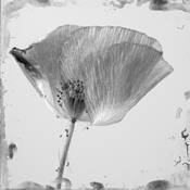 Poppy 1 by Sophia Koopman