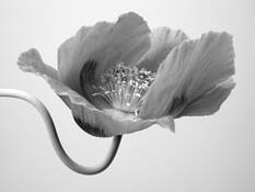 Poppy 4 by Sophia Koopman