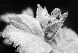 Diamonds on the Vine by Steve Zmak