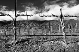 February Vineyard by Steve Zmak