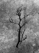 Untitled by Susan B. Griffith