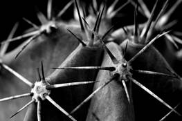 Stetsonia Cactus by Tom Fleming