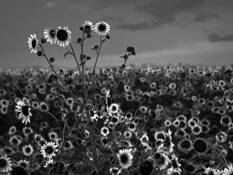 Sunflowers by Tom Fleming