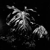 Untitled 1 by Tracey Feltham