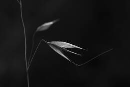 Untitled 10 by Youngsook Chung Zhang