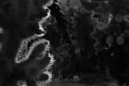 Untitled 16 by Youngsook Chung Zhang