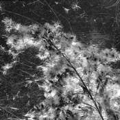 Goldenrod by Julie Meridian