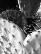 Cactus by Kathryn Henley